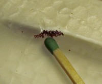 /album/fotogalerie-stickys/eggs3-jpg/