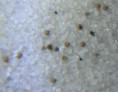 Triops-Eier